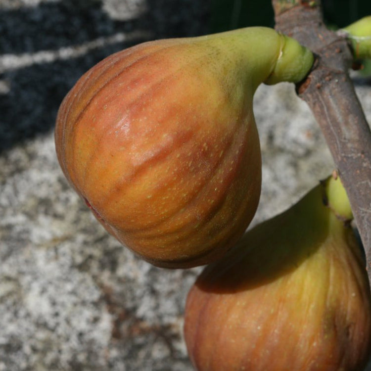 Fig madeleine des 2 season young plants