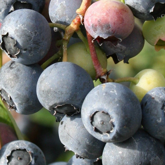 Blueberry 'Chandler' young plants