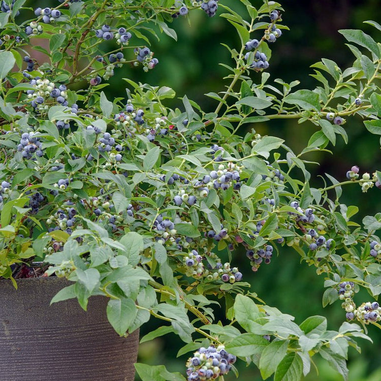 Blueberry Lowberry® 'Little Blue Wonder®' young plants