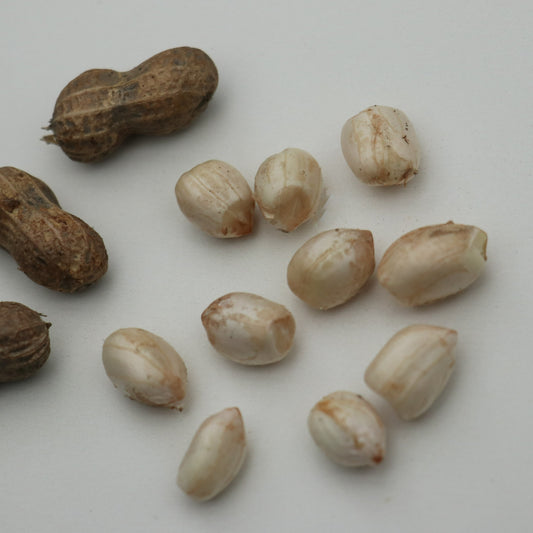 Peanut 'Justwhite'® young plants