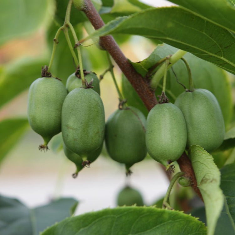 KiwiBerry® Super Issai