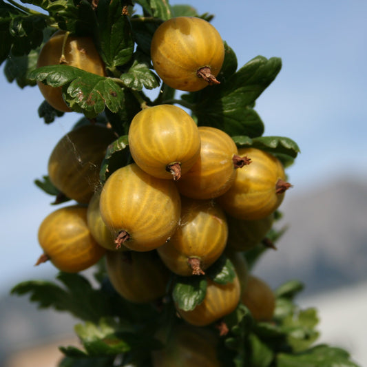 Gooseberry Crispa® Solemio® young plants