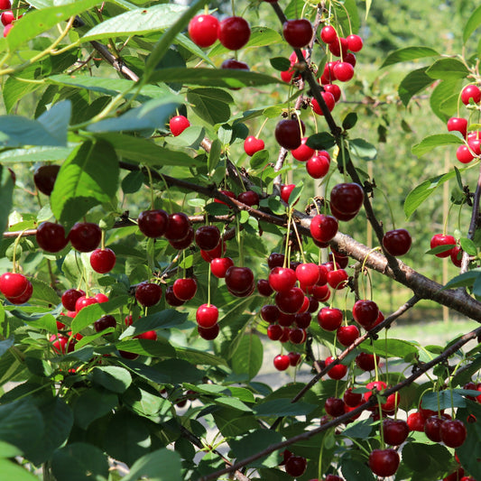 Strauchkirsche 'Crimson Passion'-Jungpflanzen