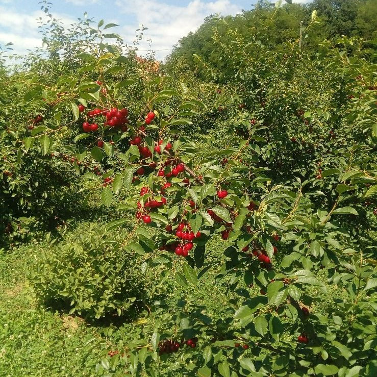 Strauchkirsche 'Evans Cherry'-Jungpflanzen