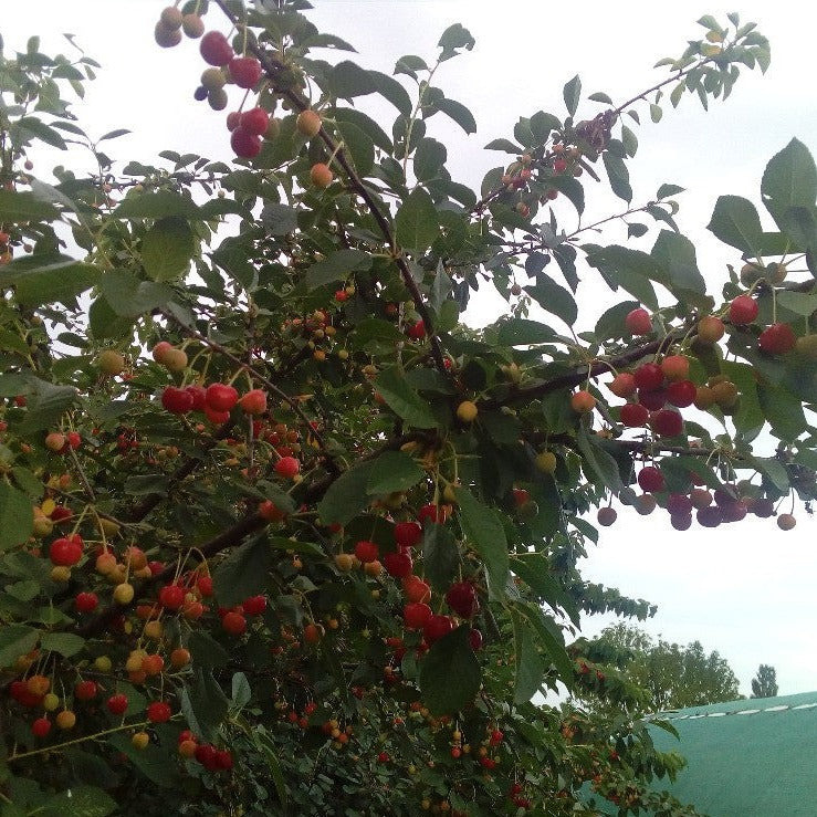Strauchkirsche 'Romeo'-Jungpflanzen