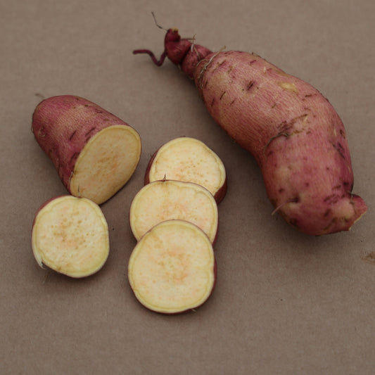 Sweet Potato Sugaroot® 'Chestnut' Young Plants