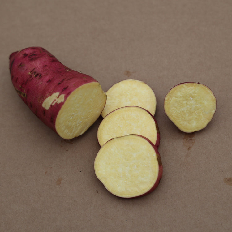 Süßkartoffel Sugaroot® 'Yellow'-Jungpflanzen