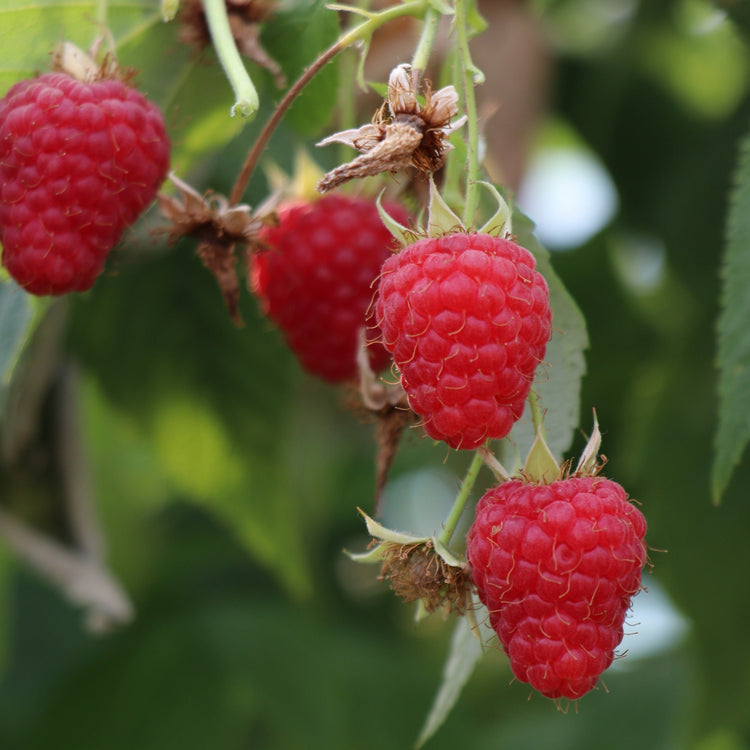 Raspberry 'Summer Chef®' young plants