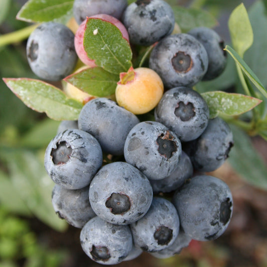 Blueberry 'Sunshine Blue' young plants