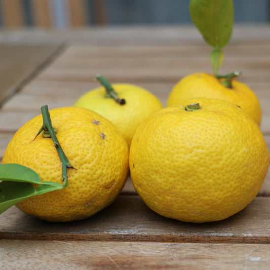 Yuzu young plants