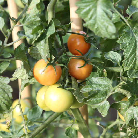 Tomate OpenSky® 'Tombonne®'-Jungpflanzen