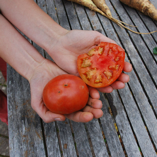 Open-field tomato OpenSky® 'Vivagrande®' young plants