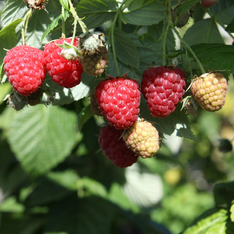 Raspberry 'TulaMagic®' - young plants