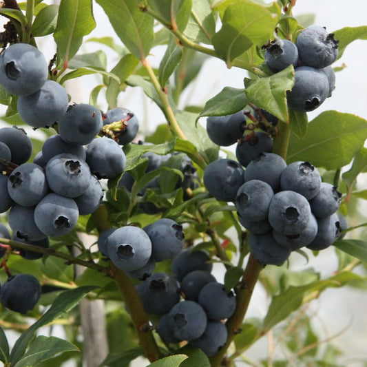 Blueberry 'Hortblue Petite' young plants