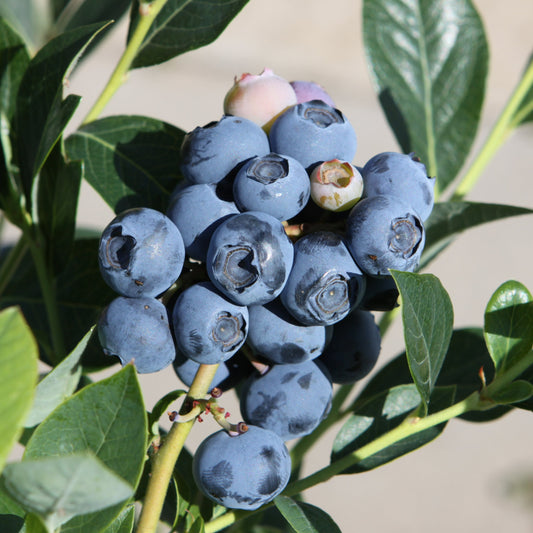 Blueberry 'Reka' young plants