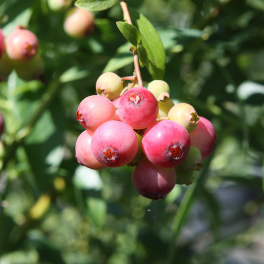 Blueberry 'Pink Lemonade'® young plants