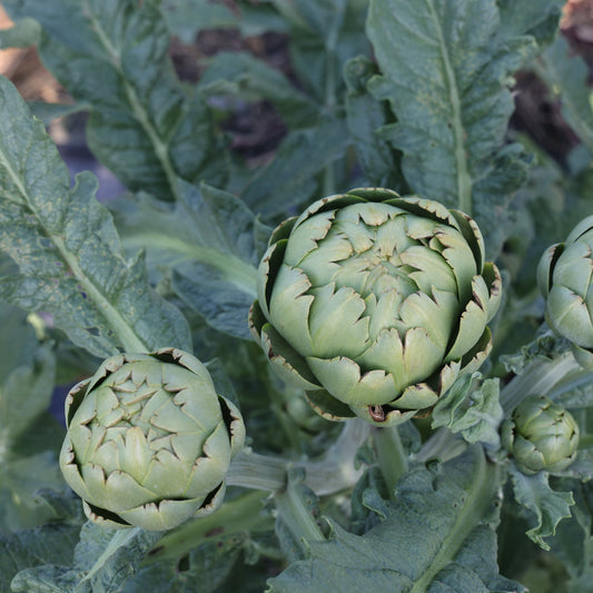 Artichoke 'Vert de Laon' young plants