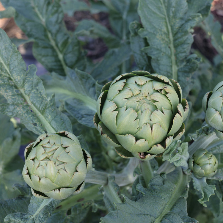 Artichoke 'Vert de Laon' young plants