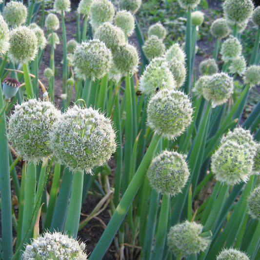 Bunching onion young plants