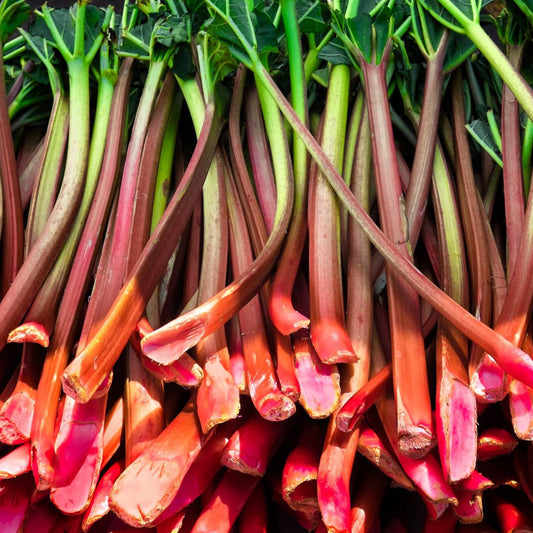 Rhubarb 'Fulton's Strawberry Surprise' young plants