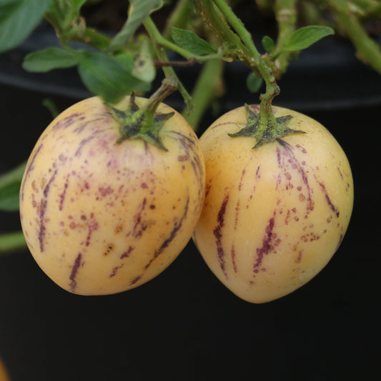 Melon pear 'Pepino' young plants