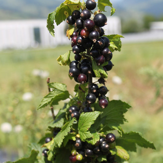 Blackcurrant Lowberry® 'Little Black Sugar®' young plants