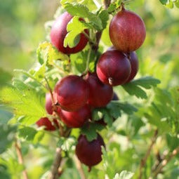 Gooseberry Crispa® Nibbling® young plants