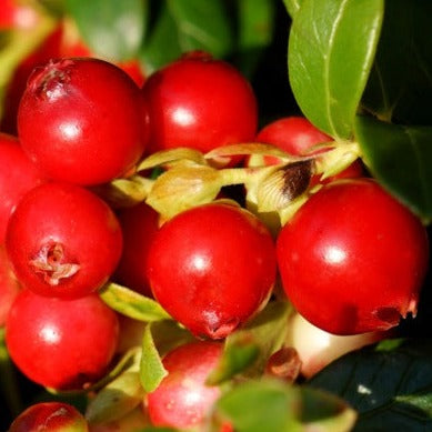 Preiselbeere 'Fireballs'®-Jungpflanzen