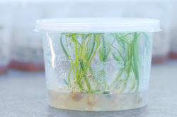 Allium, Jungpflanze, Mikrovermehrung, in vitro Vemerhung, Zwiebeln in der Dose
