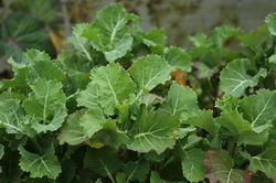 Tree kale - the hardy and perennial cabbage plant