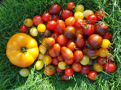 Die schönsten Tomaten der Welt Ranka Tessin