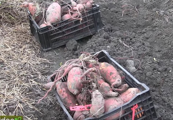 Das Ernten der Ssskartoffeln