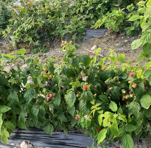 Himbeertrume werden wahr Himbeerzchtung Rubus idaeus