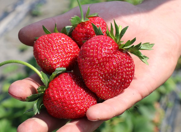 Erdbeere Frutium® Bonneure® - Früchte in der Hand